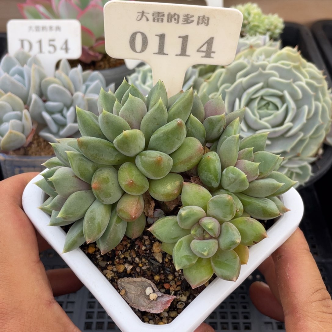0114红象牙不带盆12厘米