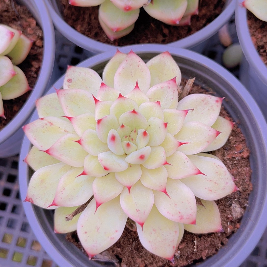 花仙子9888988888888