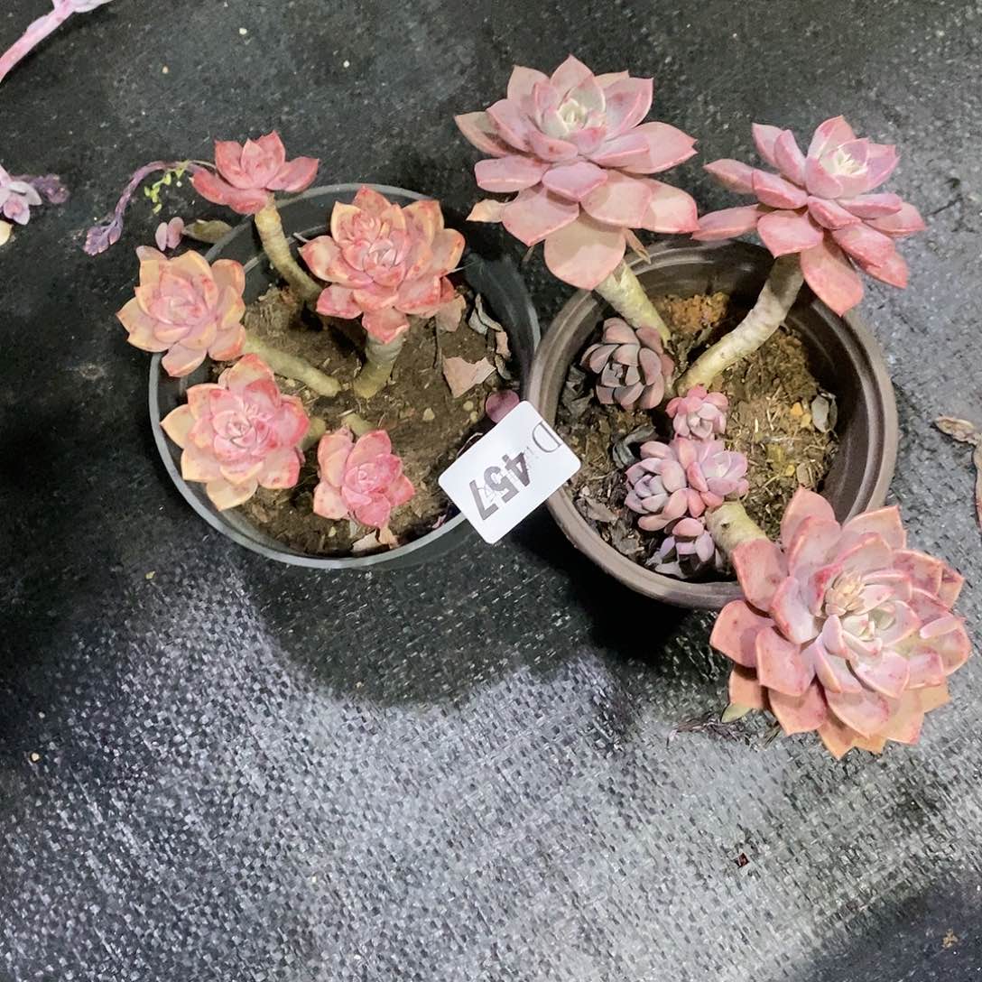 让***好457红粉佳人2颗多肉