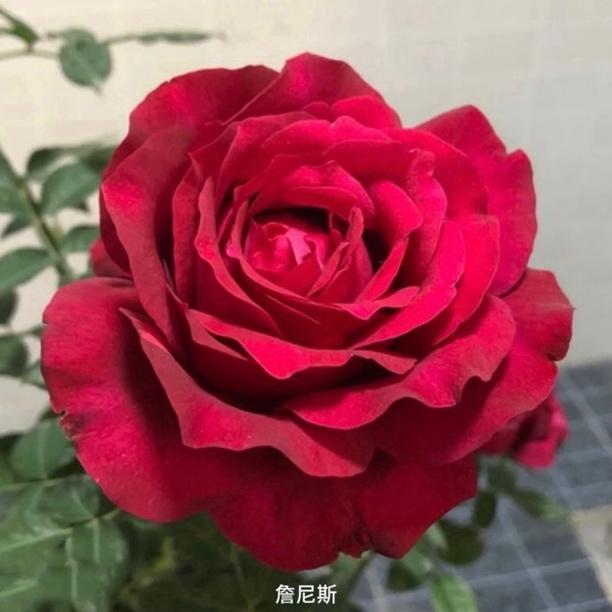 【詹尼斯】红色大花丰花勤花扦插盆栽月季！