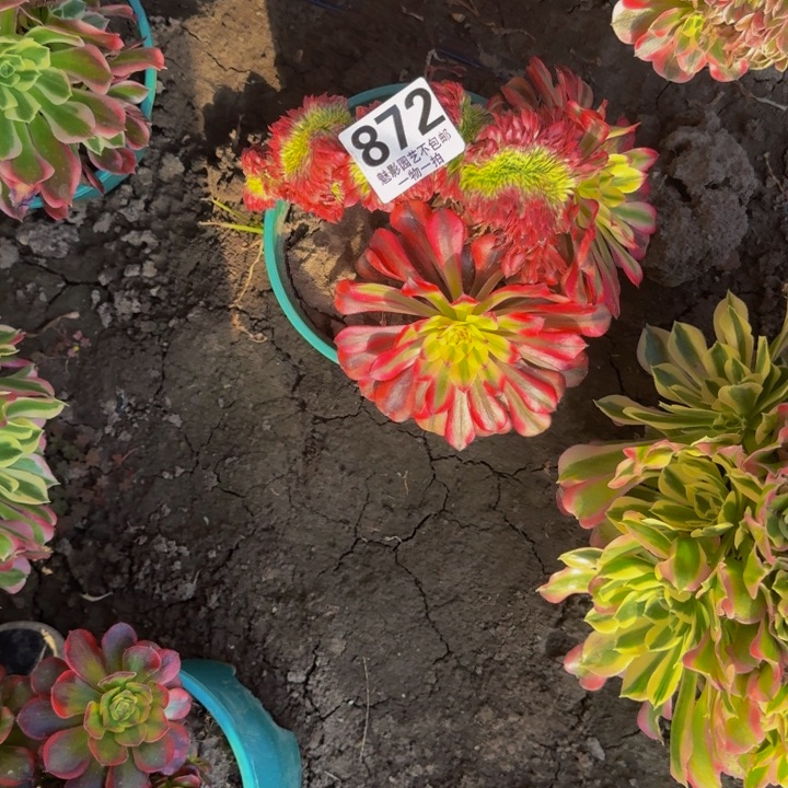 舞天姬花29-38包邮花花