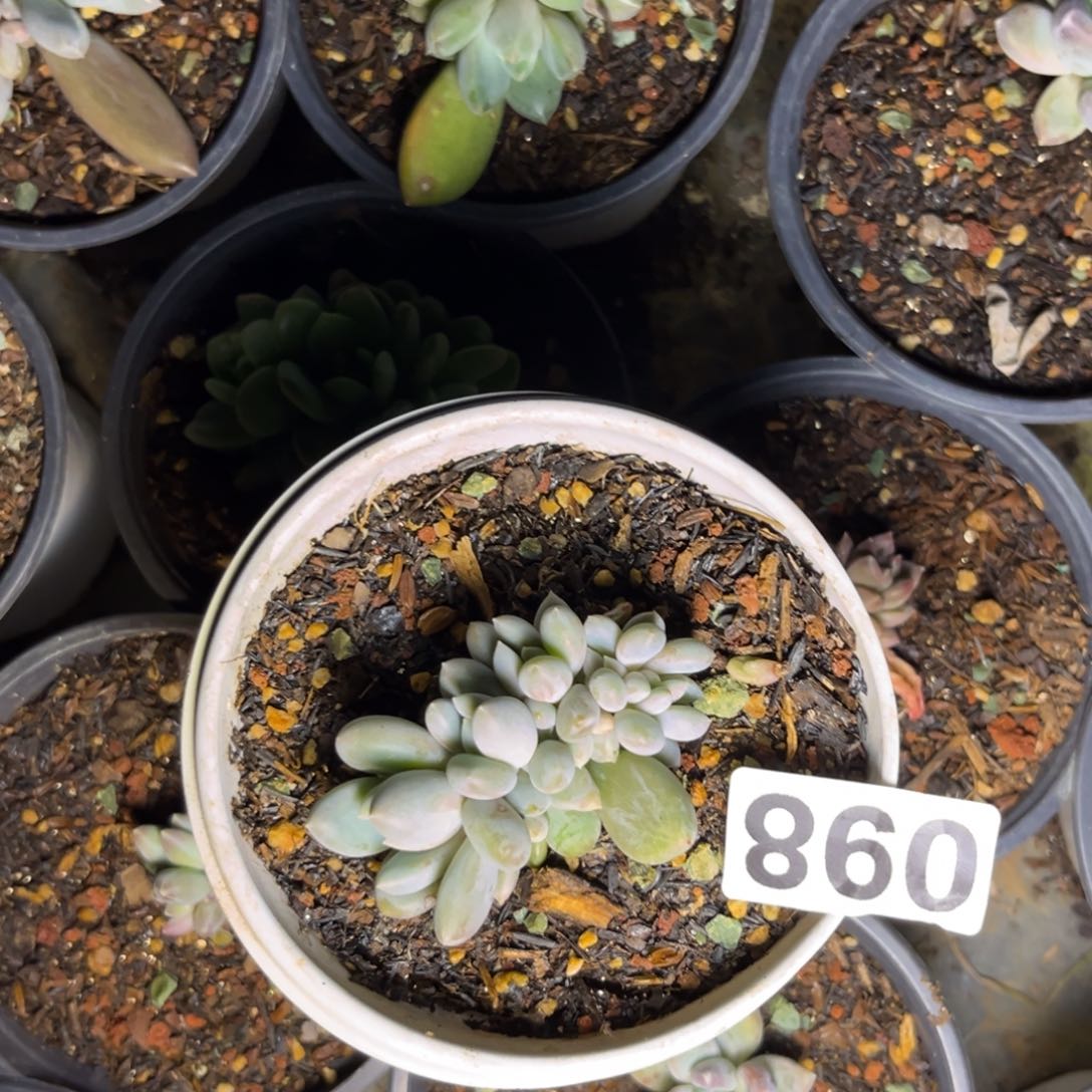 多肉植物哥特群860