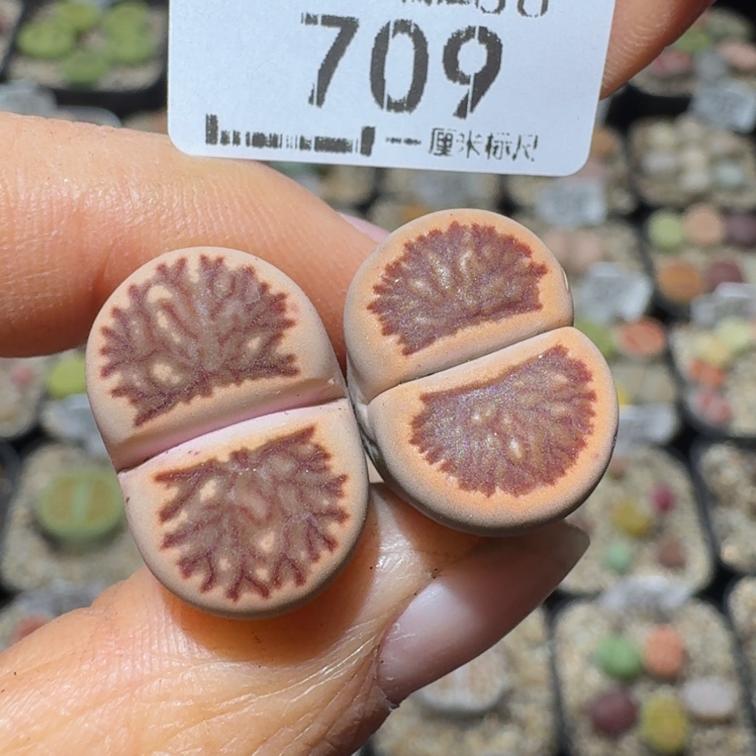 Sss清仓便宜卖709