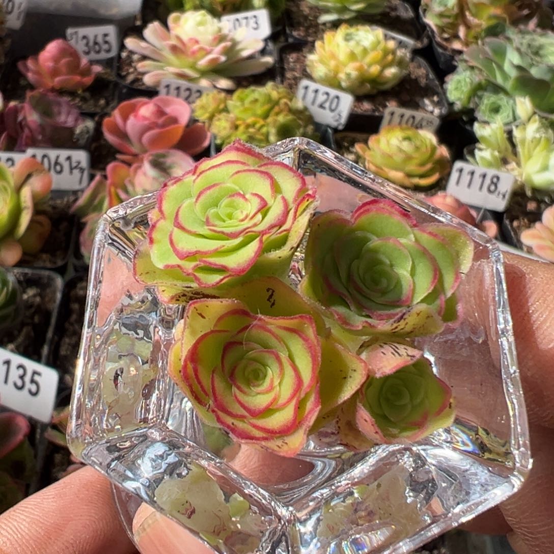 红叶侧芽1131带水晶杯