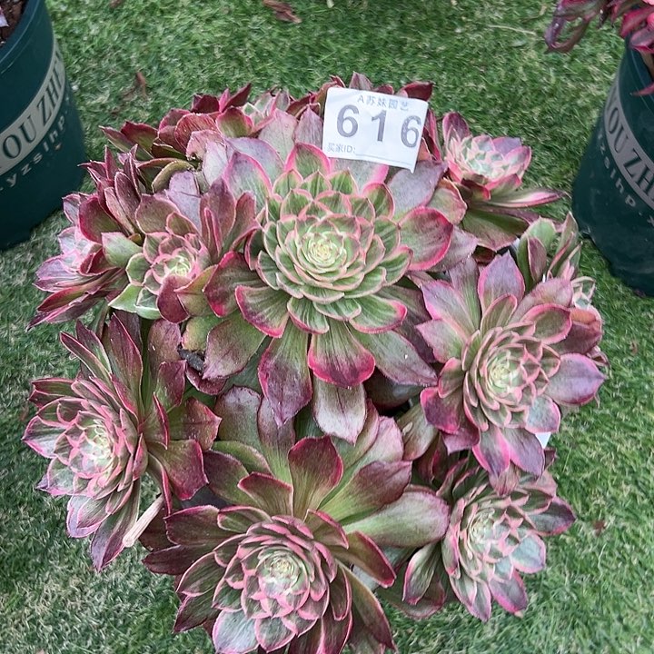 616莲花座拉丝多肉植物