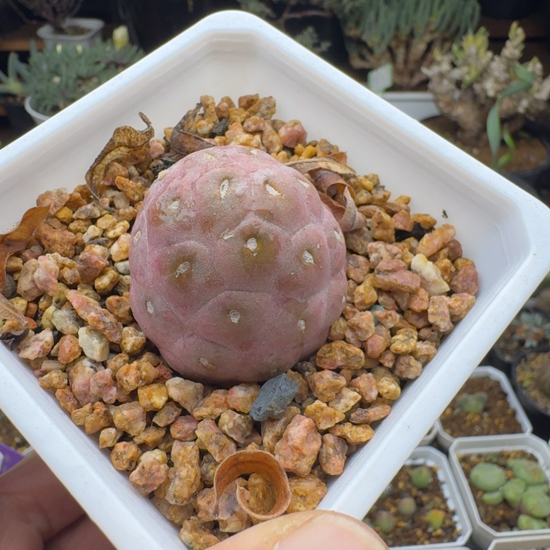 叁习之野多肉。     