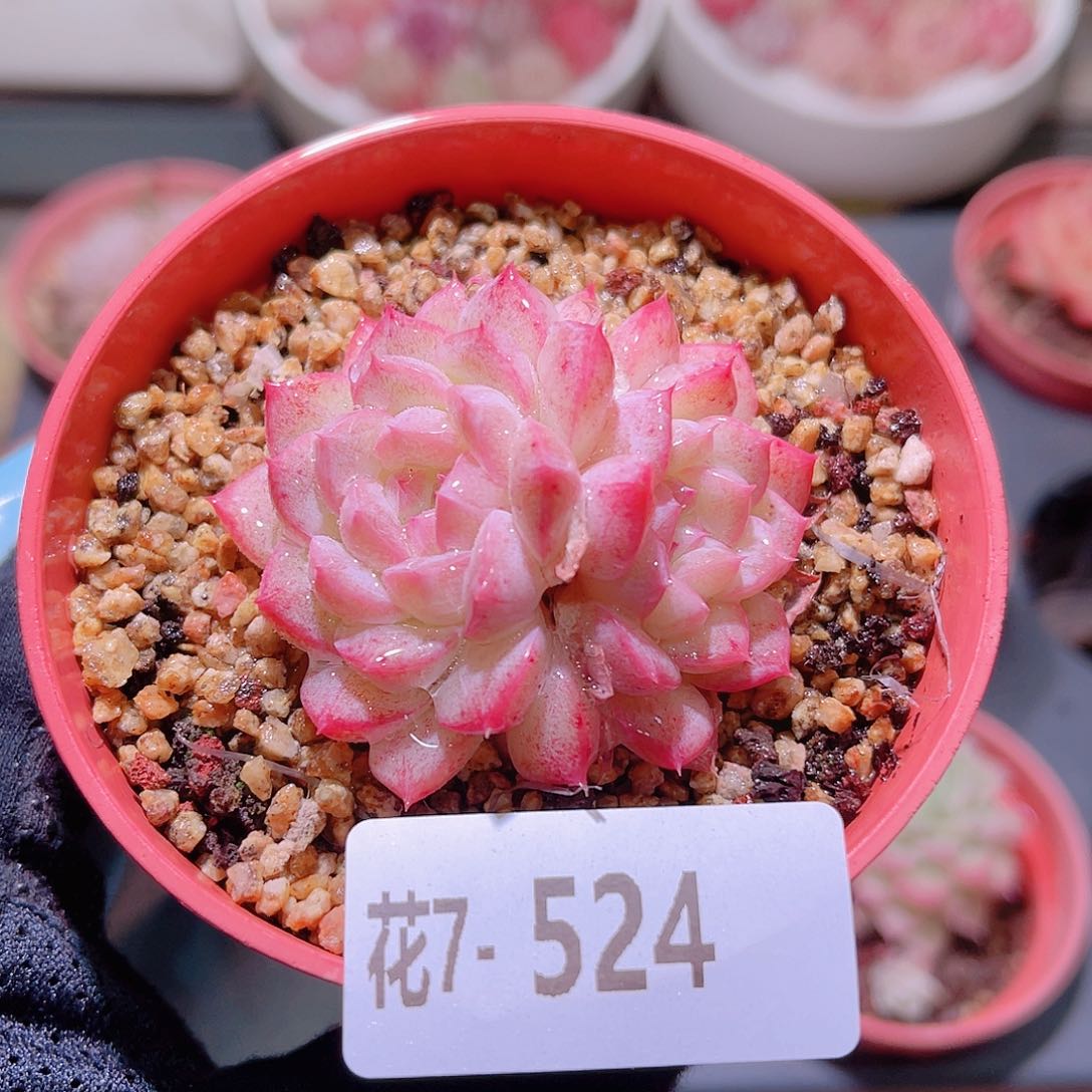 花利美7-524白桃汽水