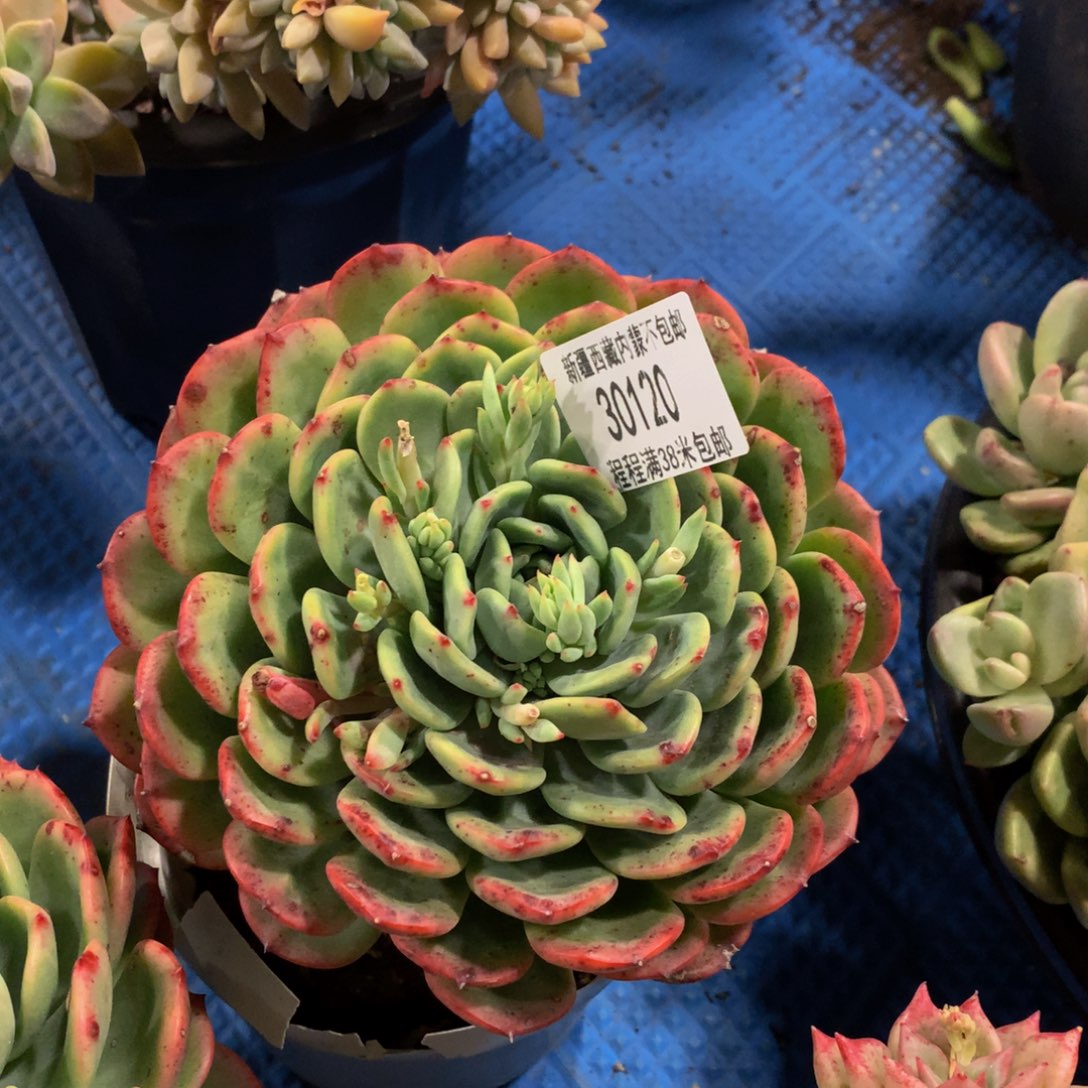 翔*十里桃花30120多肉