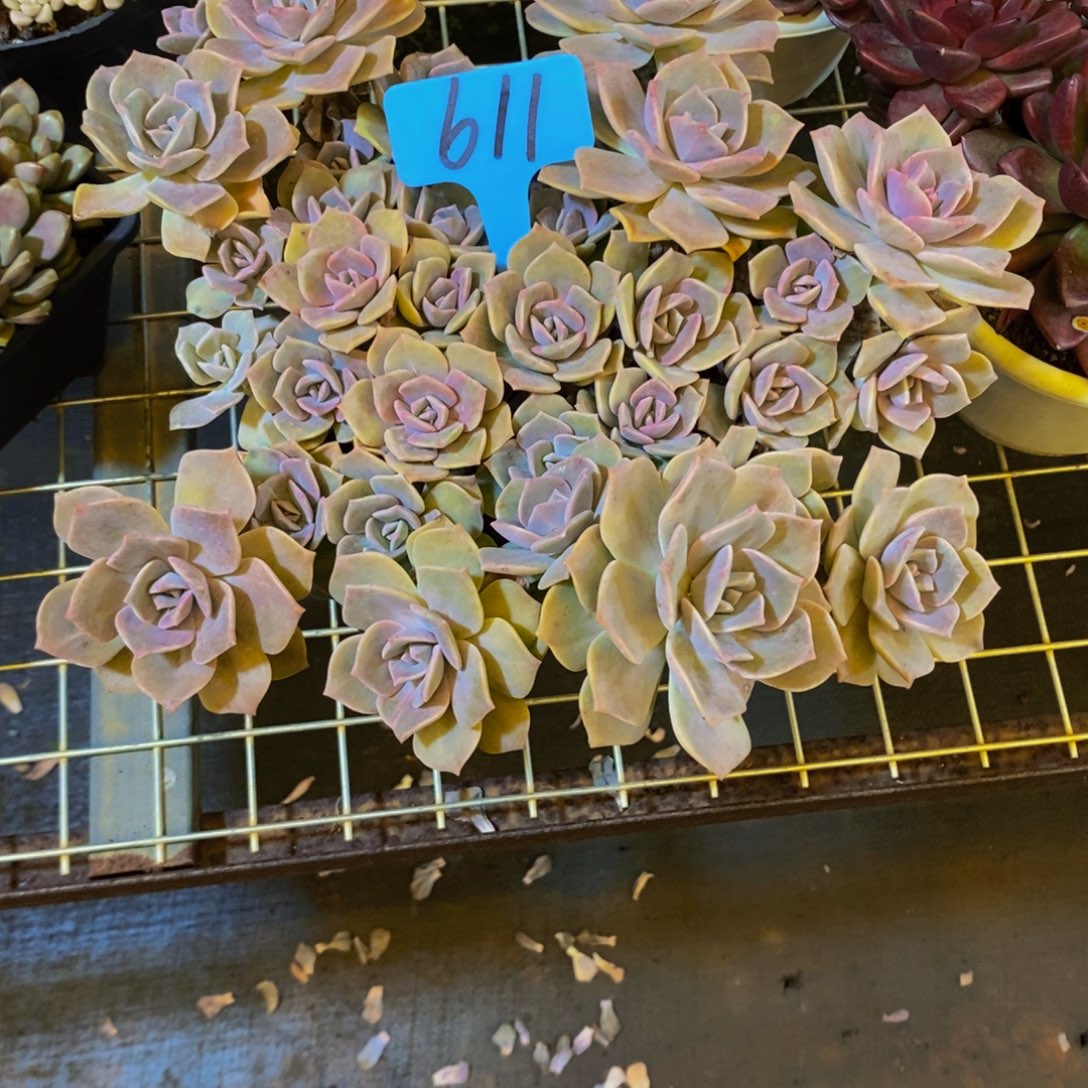 晨***露彩虹糖变异611。            