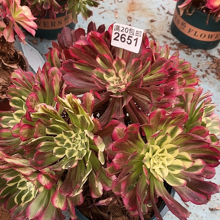 2651 一颗同花顺法师