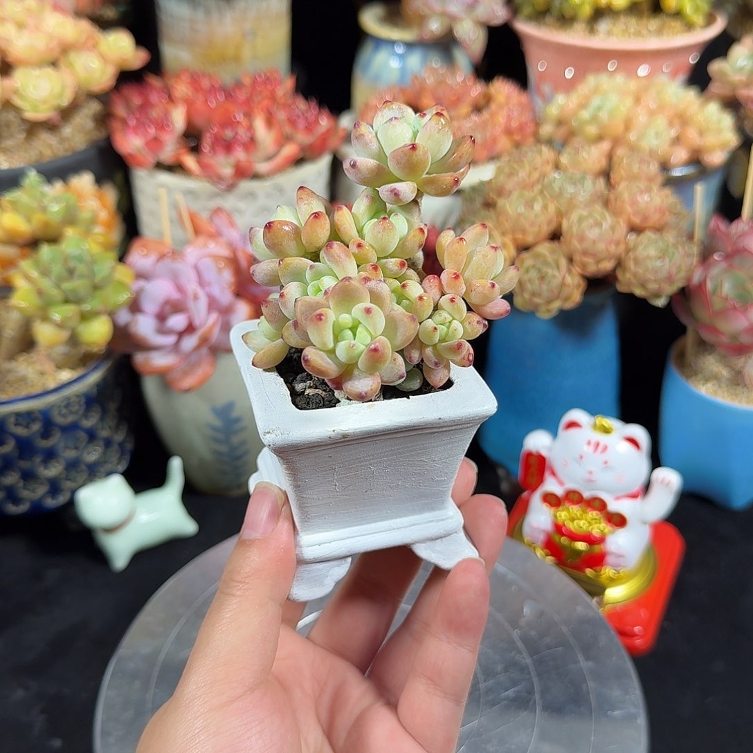 劳尔8cm 带盆土发货