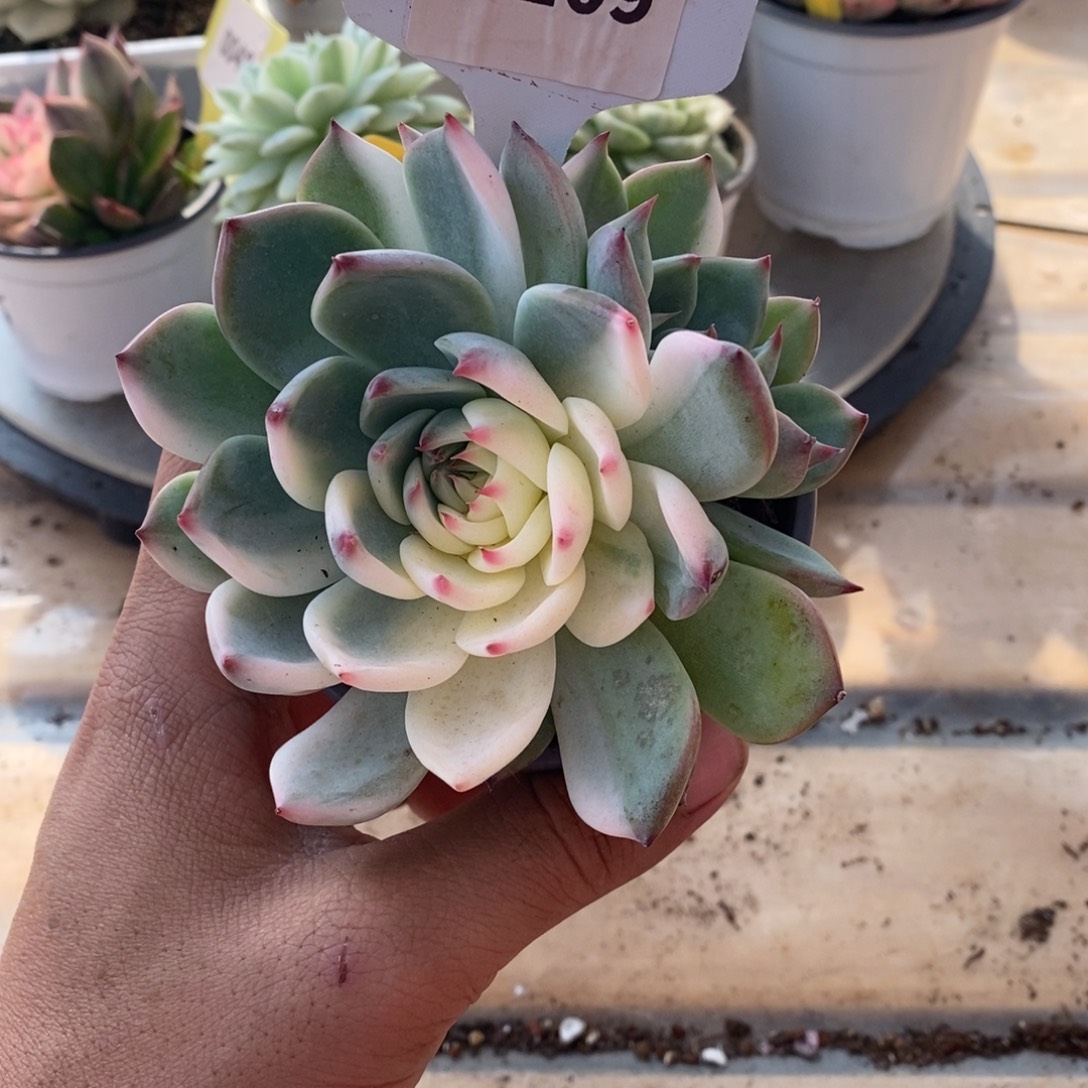 109吉娃娃哈哈哈哈哈哈哈