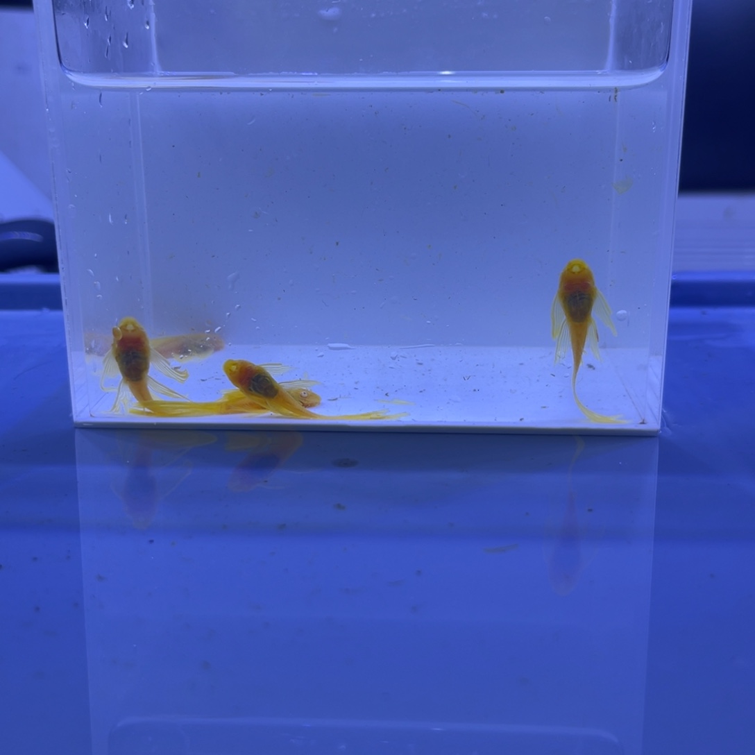 孔雀鱼大帆5条开箱视频报损