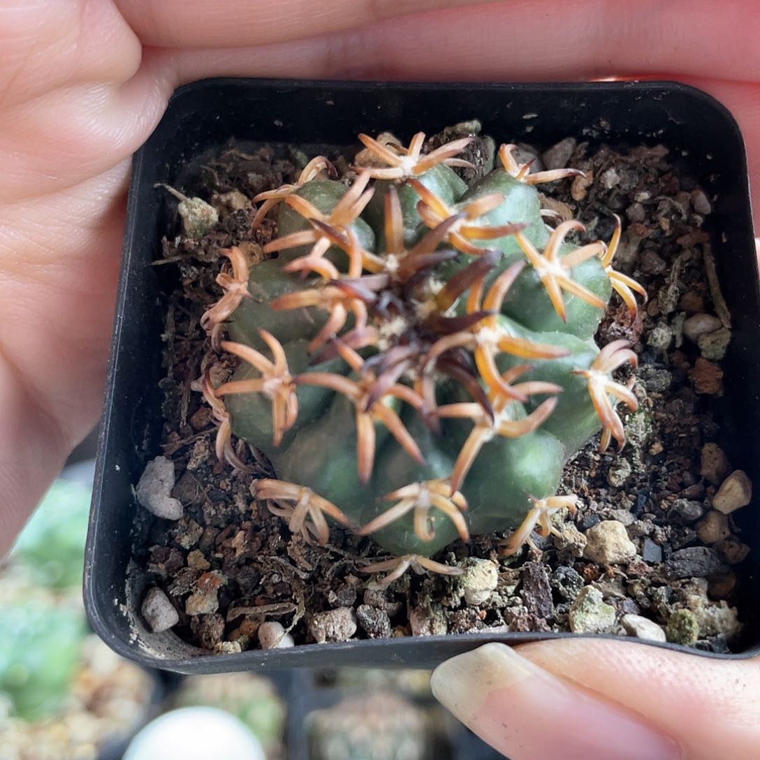 3.5cm实生优选猫爪园盘玉