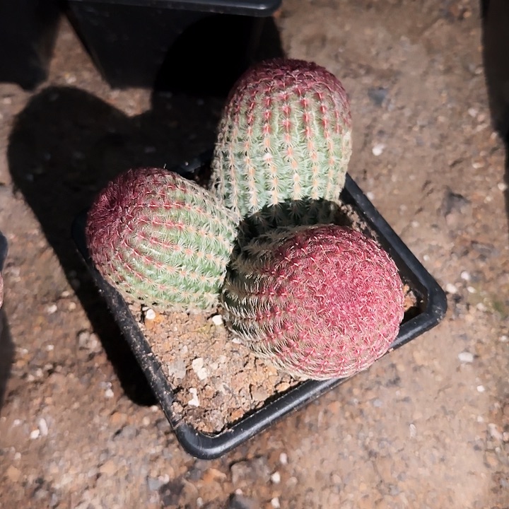 用****1红太阳群1111111