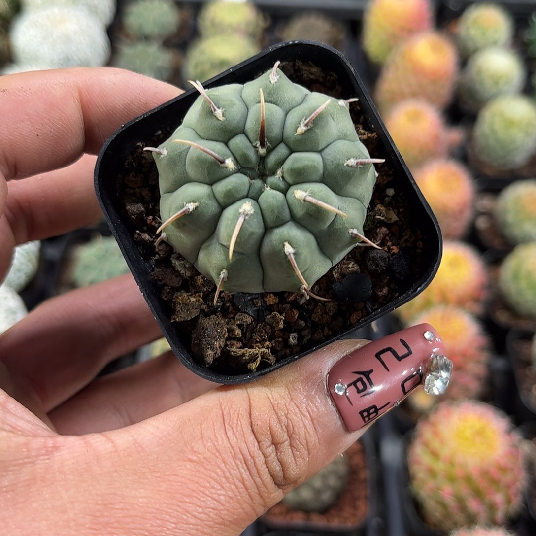 一本刺单头发货单头