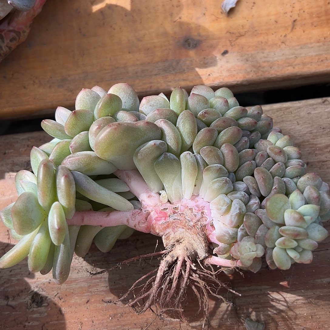 *****珠珠石榴籽星影树超粉