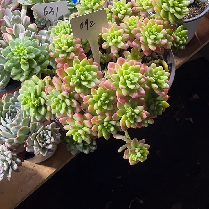 用***6000000000000000000092