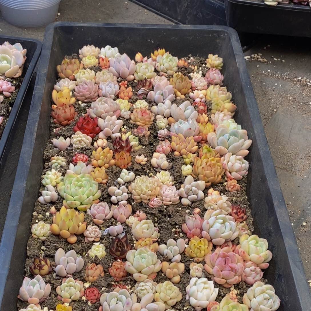 422多肉植物保护研究所所长助理