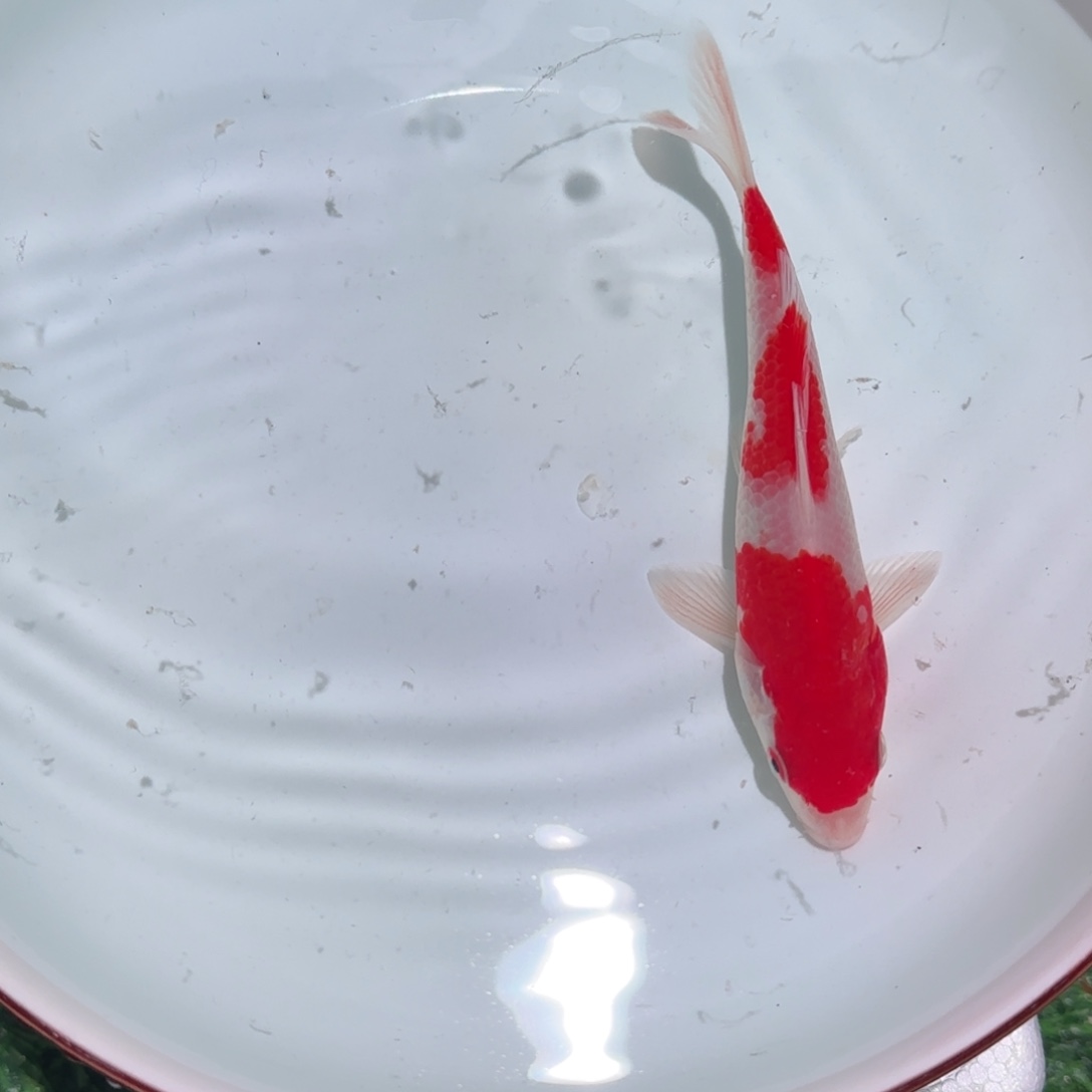 锦***程锦鲤锦鲤观赏鱼锦鲤