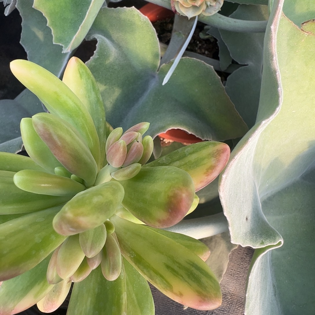 一***坏多肉植物多肉植物