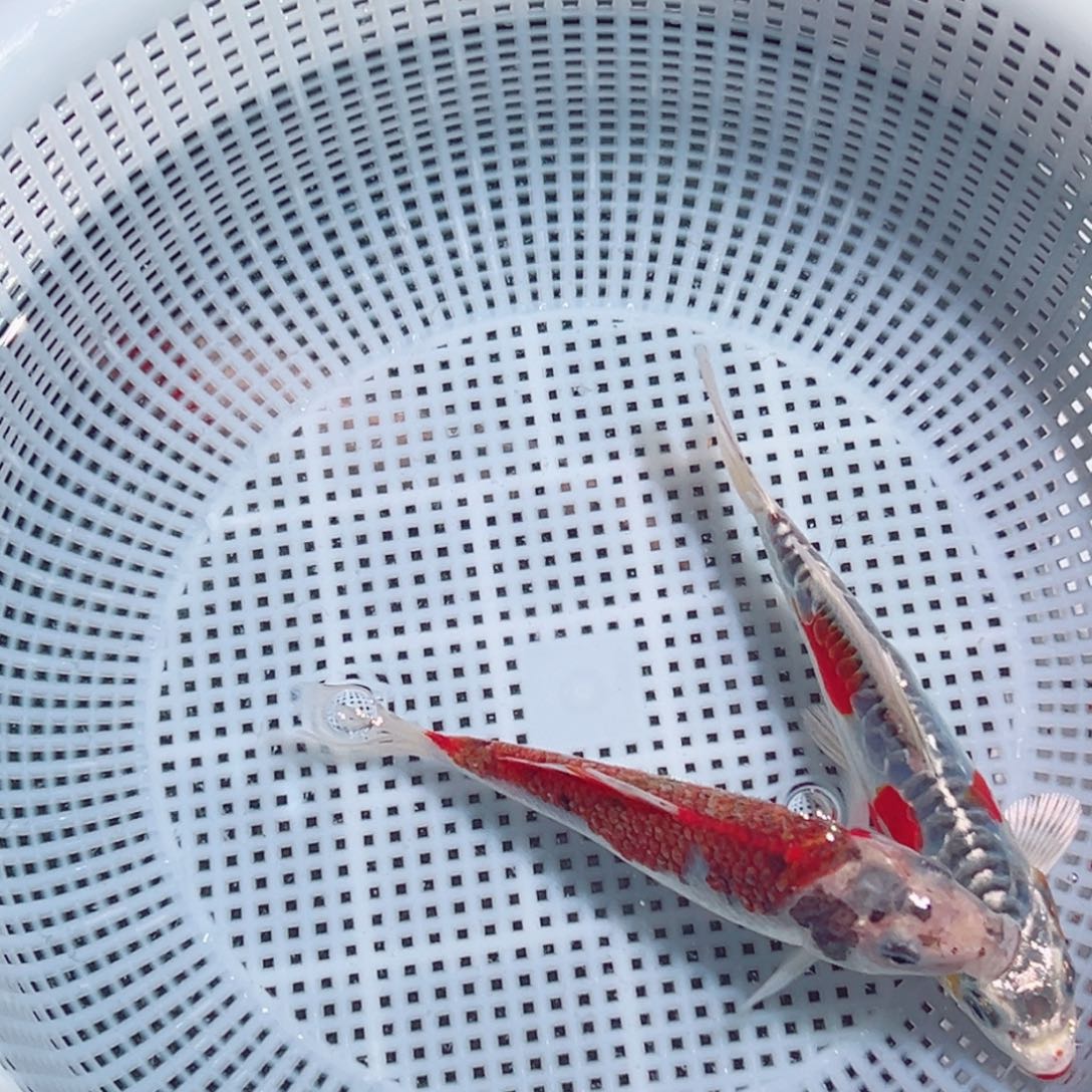 锦鲤锦鲤观赏鱼1111