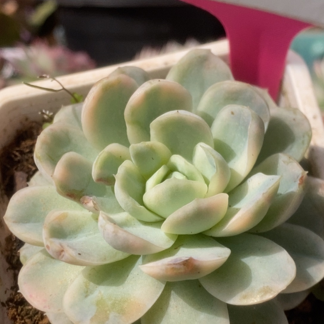 026贝瑞锦锦锦锦锦锦锦锦