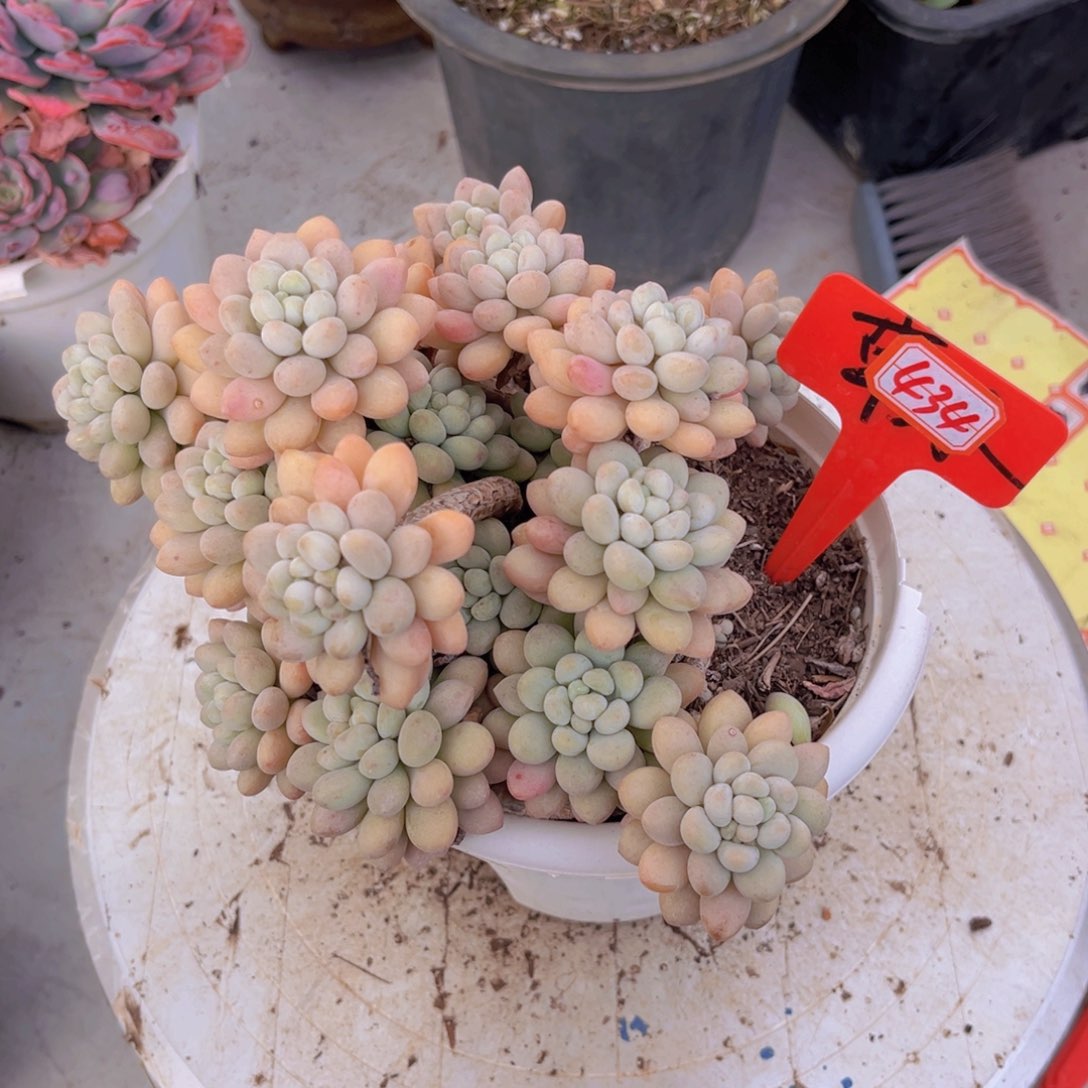 V**i434号洛可可多肉植物