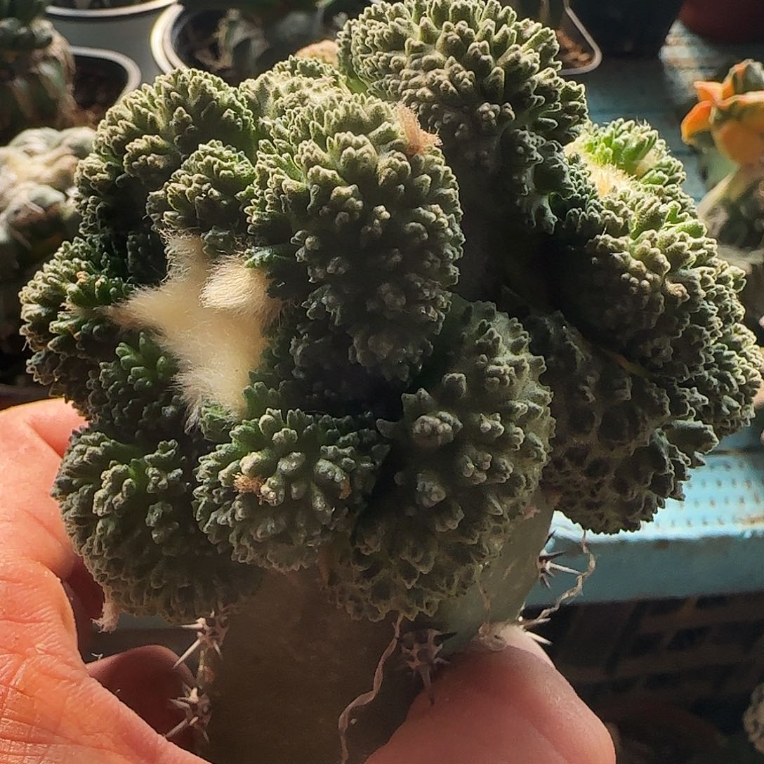 双头哥斯拉829仙人球开花