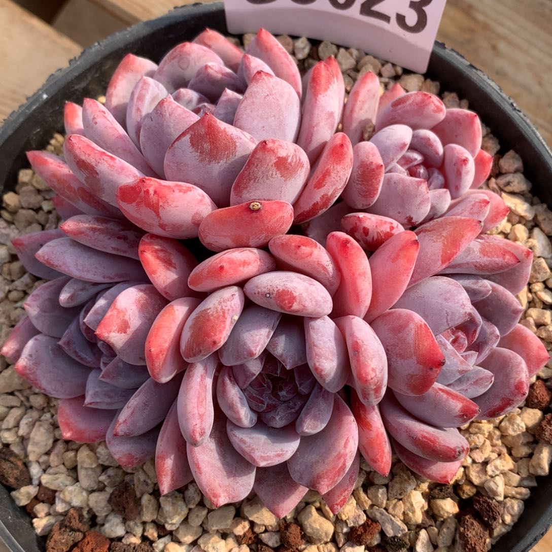 五头石榴籽冠幅12cm