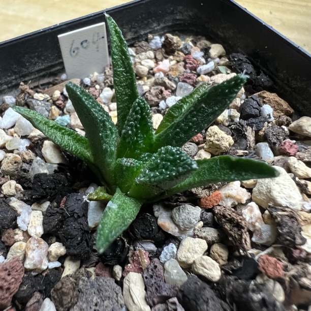 大尤辛顿牡丹实生仙人球多肉植物室内好养绿植盆栽