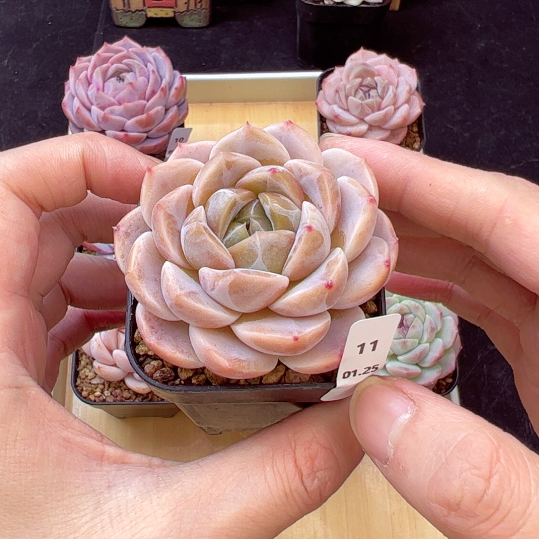 空鸣11、哈哈哈哈