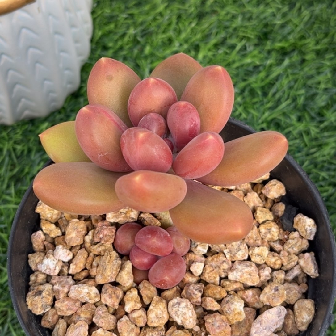 刚果金多肉植物单头590