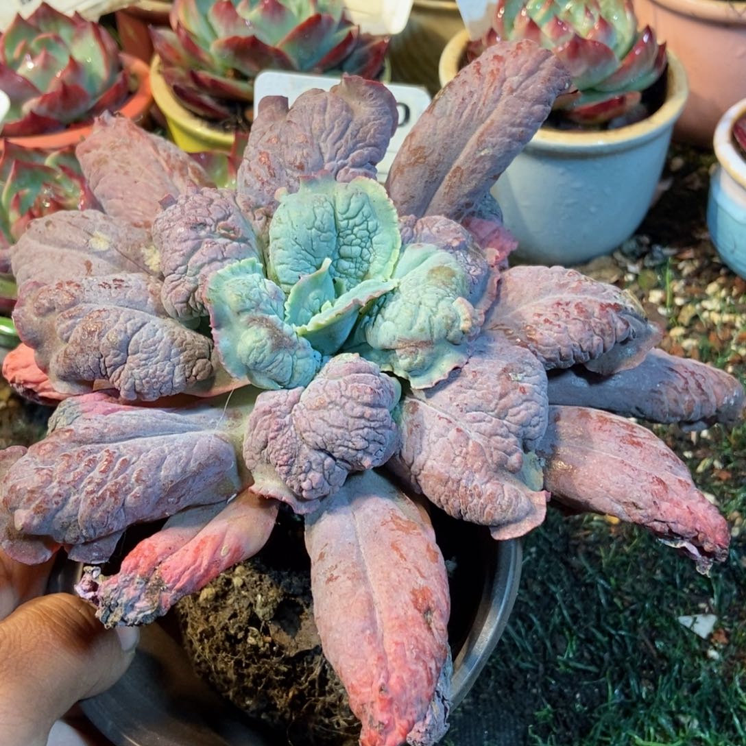 狂野男爵多肉植物保护