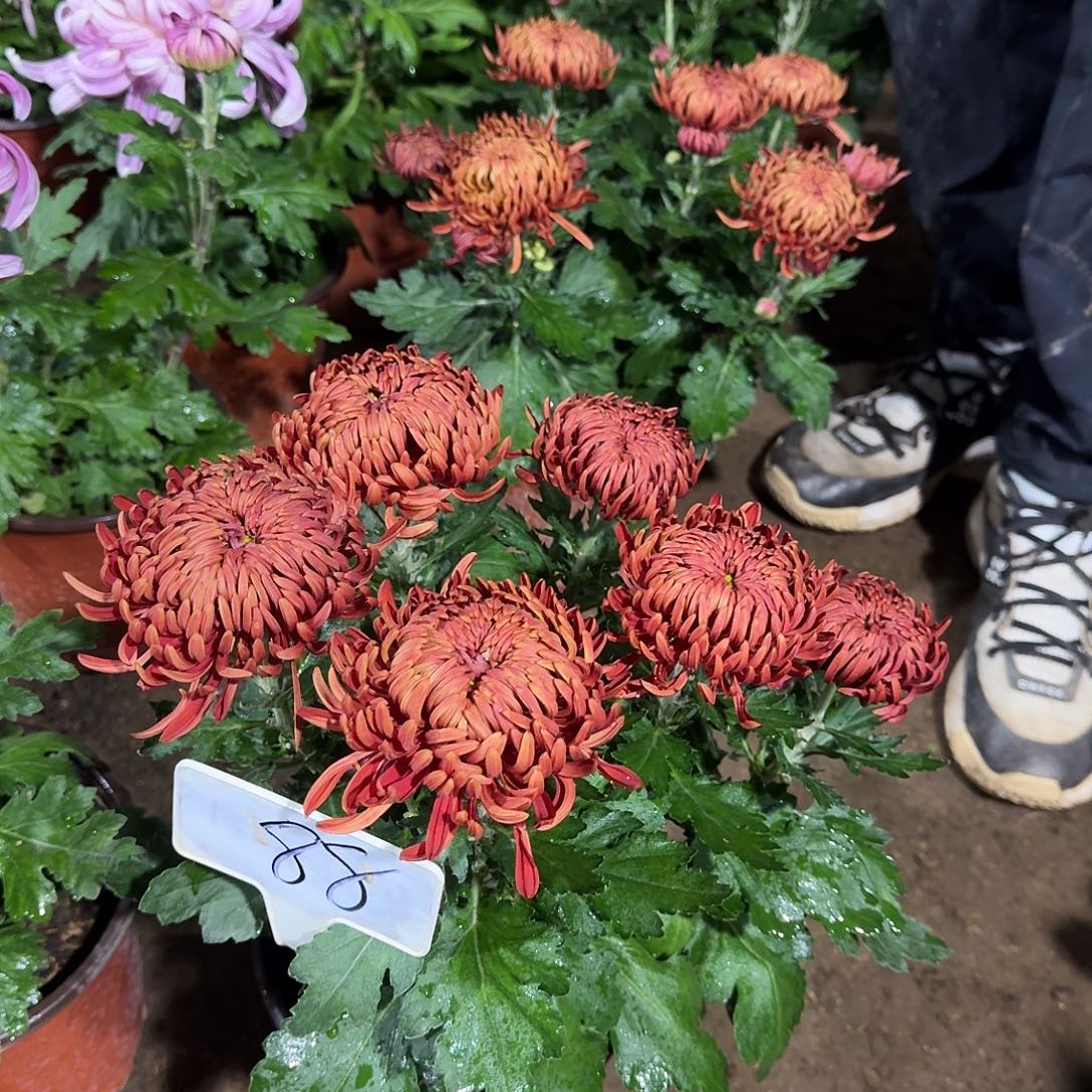 当前无花栽培后可以开花88
