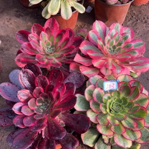 203多肉植物组合