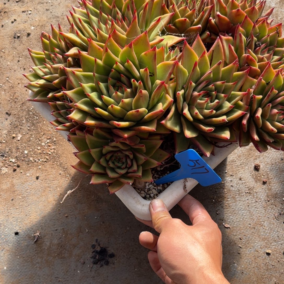 男****）517东云多肉植物