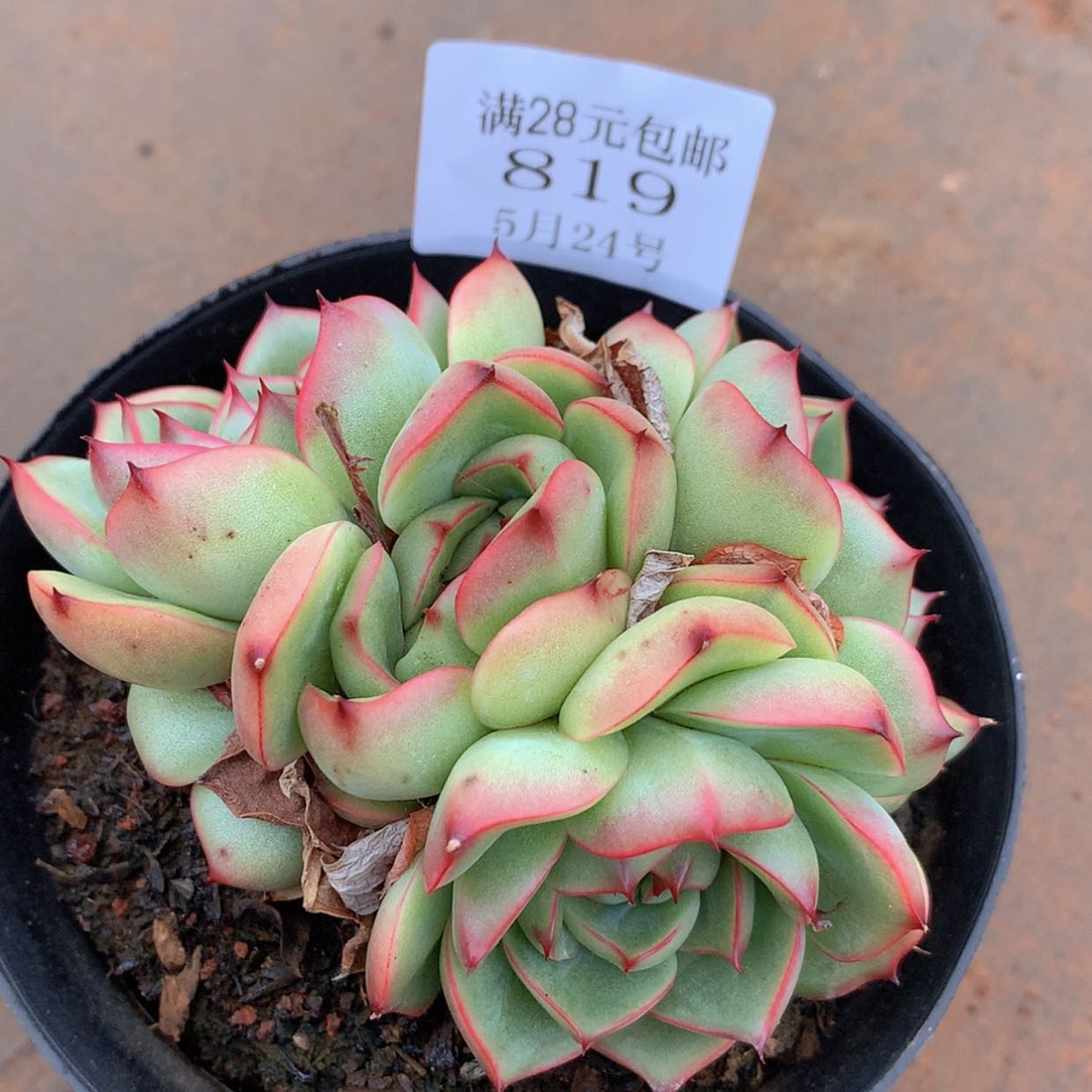 【闪购商品】云819号