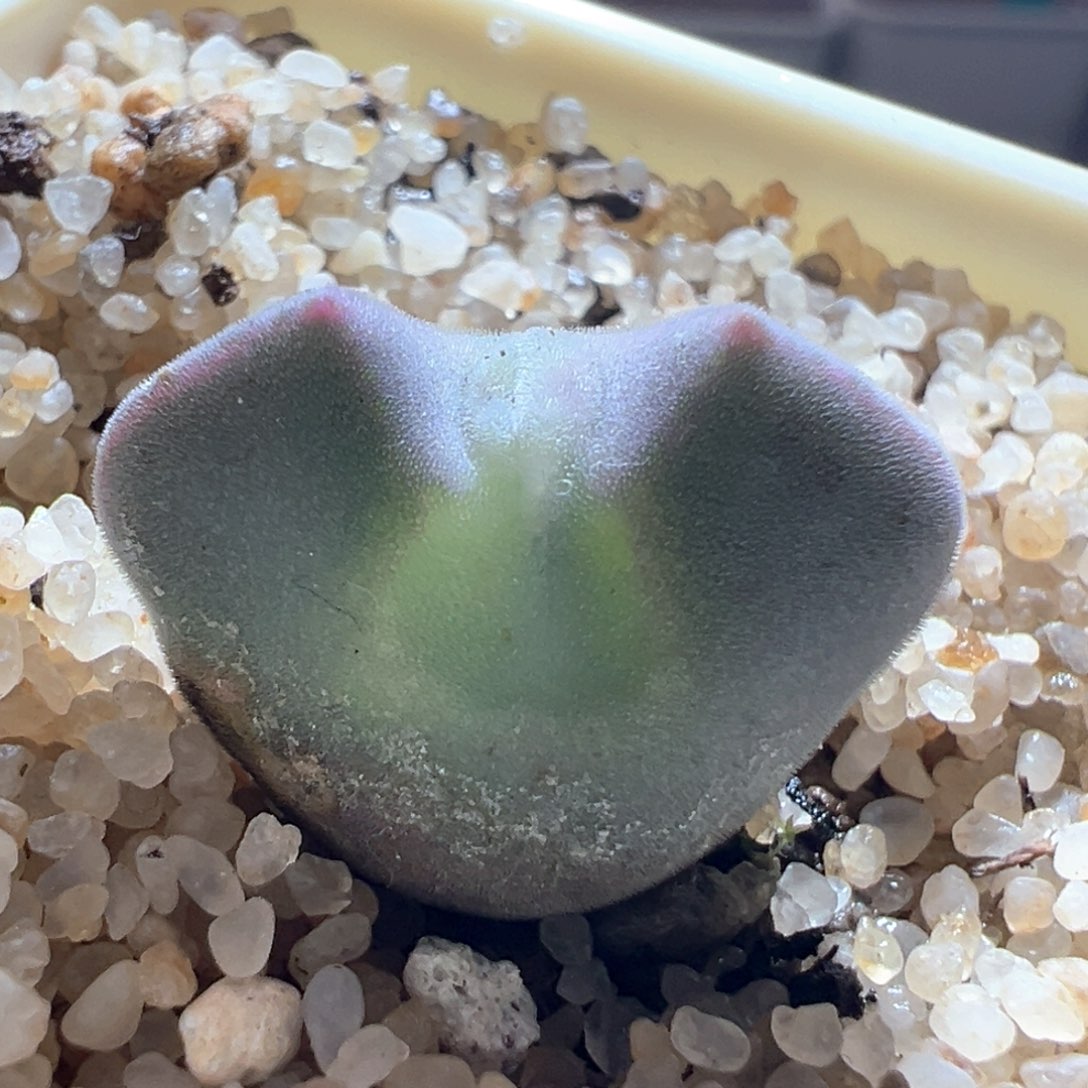 六****w45。青蛙3年大眼睛。 专拍。 