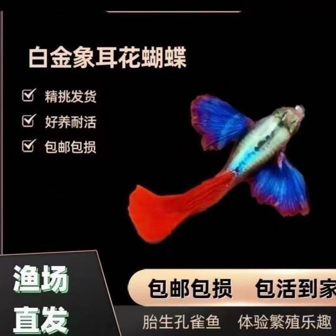 白金象耳红尾孔雀鱼小型热带淡水精品观赏鱼新手好养耐活短体种鱼