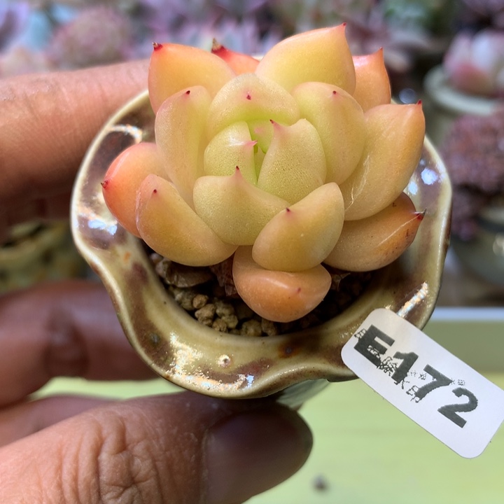 E172一物一拍带盆发