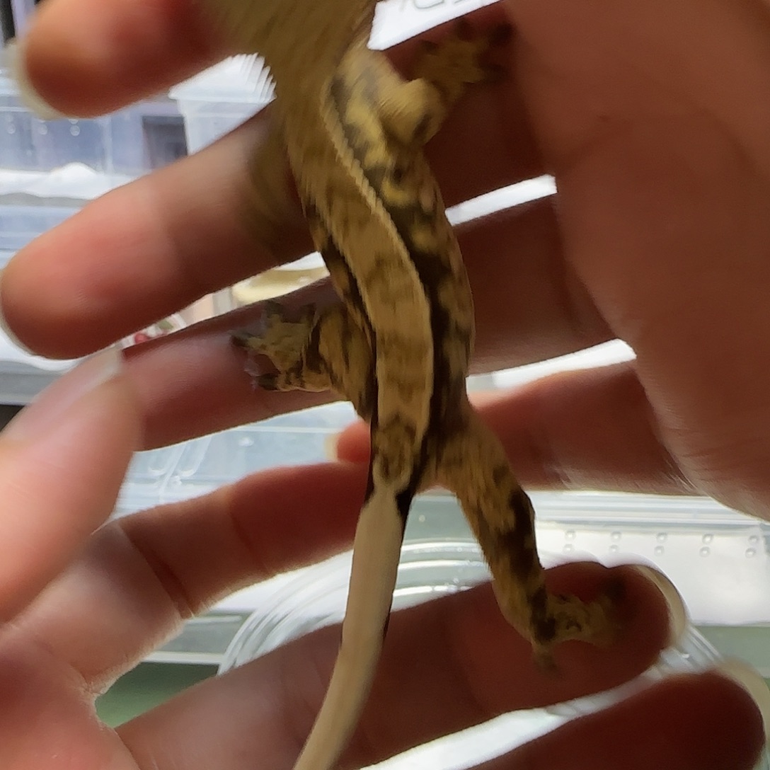 睫角守宫亚成睫角奶油