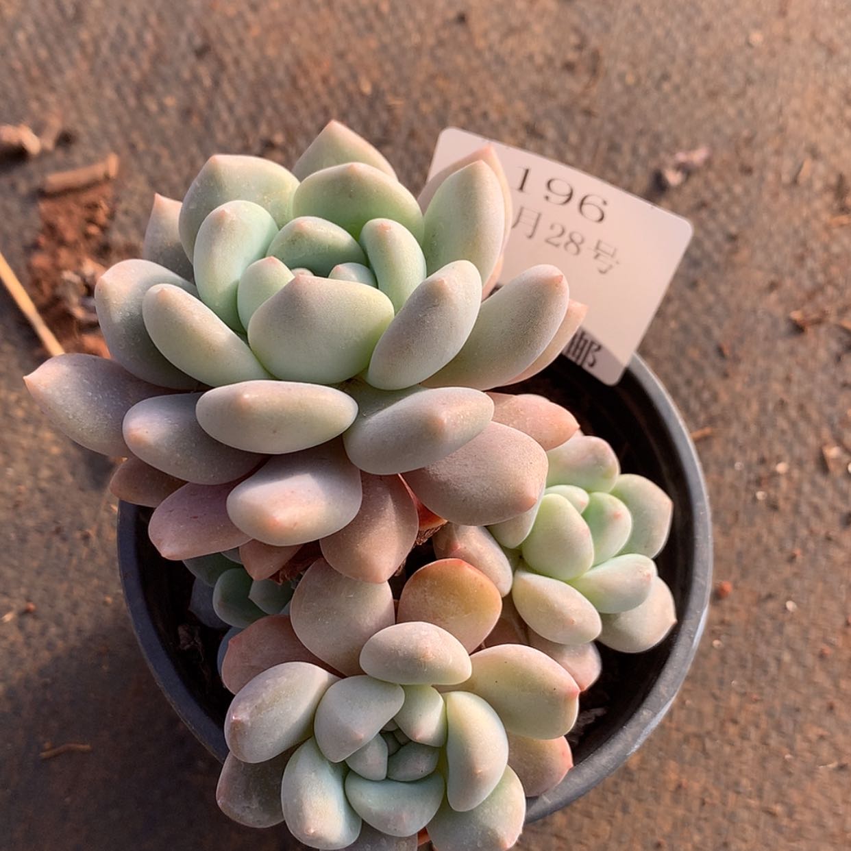 【闪购商品】云196号冰橙
