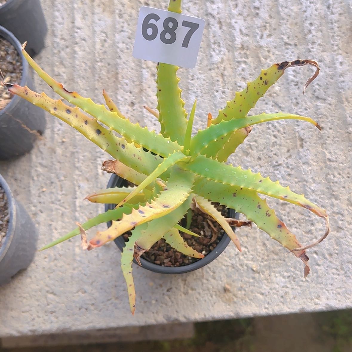 【闪购商品】笑**年块根植物