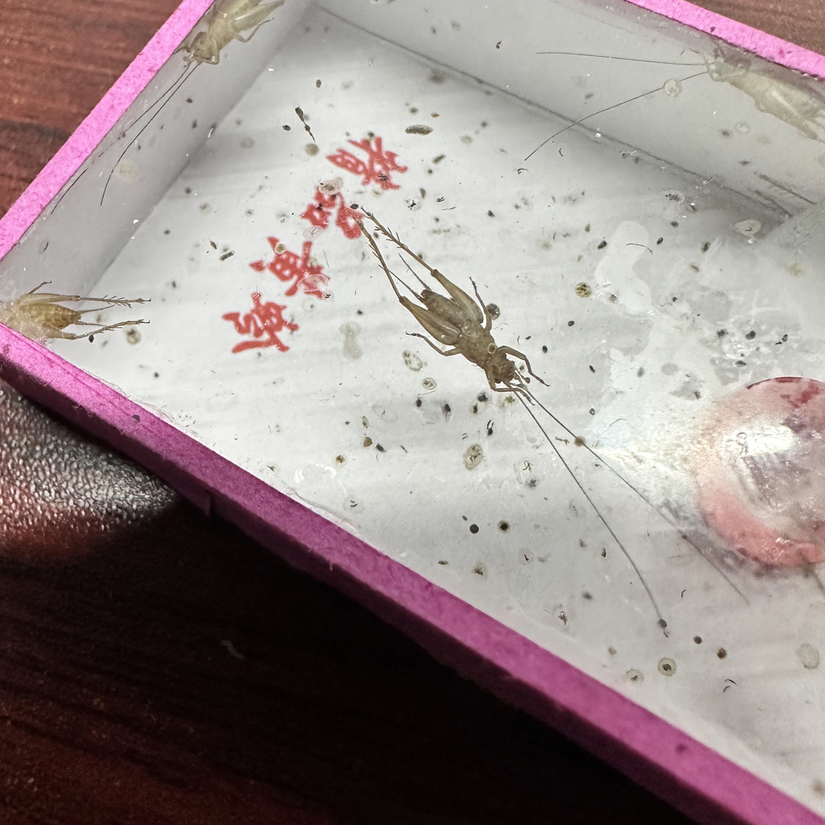 过冬小黄蛉爬宠可混养叫声好听