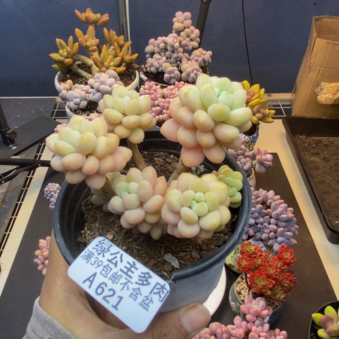 621洛可可多肉7cm