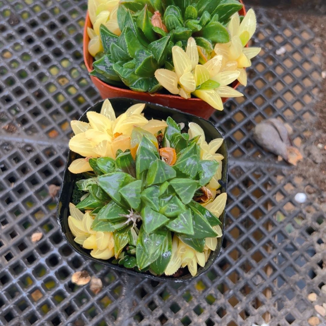 姬寿锦多肉多肉多肉一颗