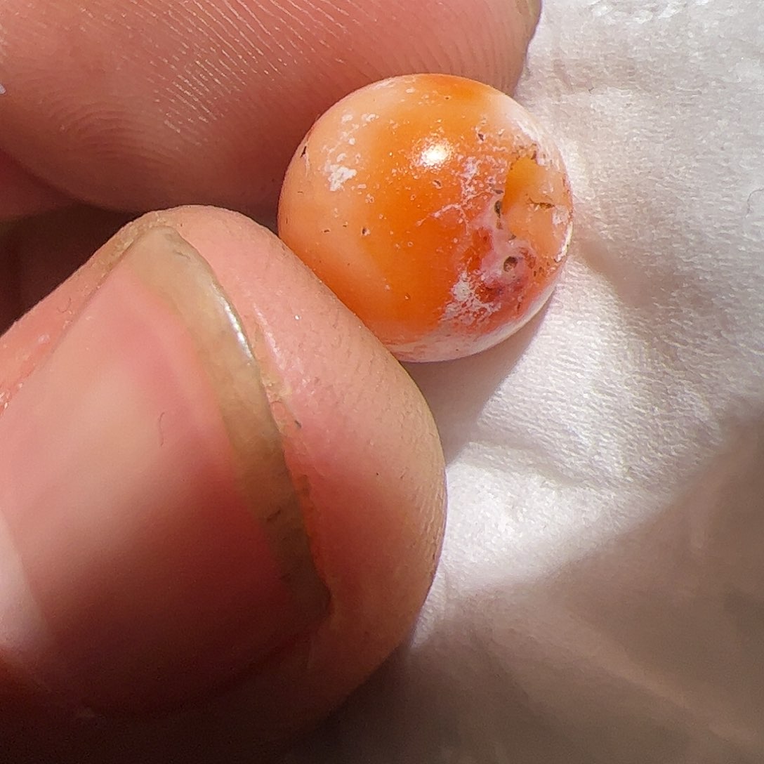 香榧木在这里的时候