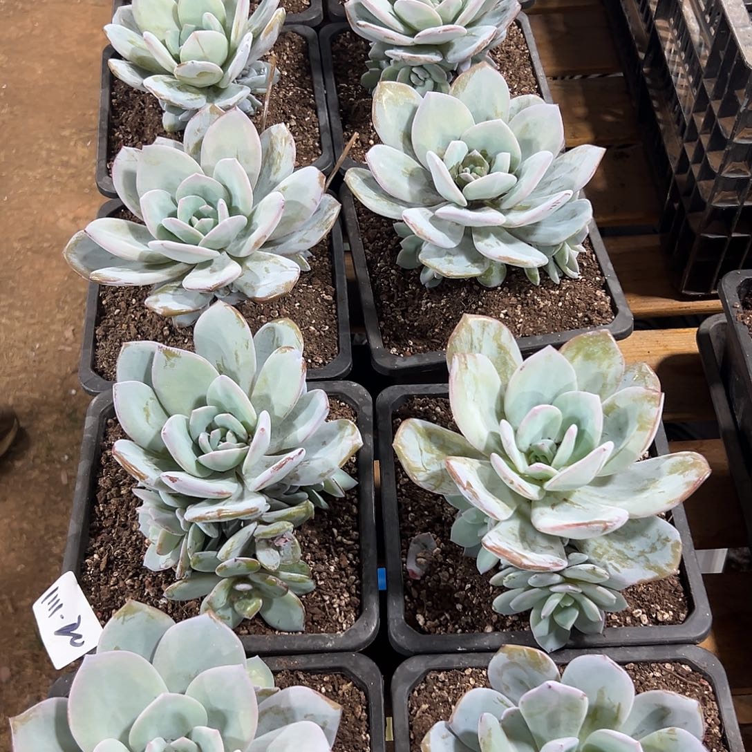 1111-20奶茶捧花随机