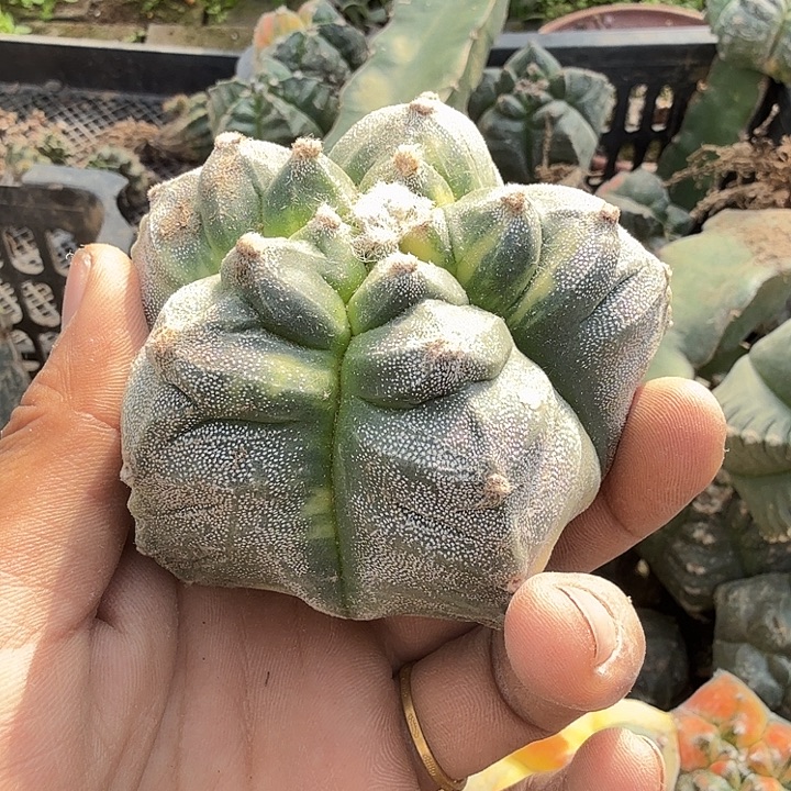 听***雨银沙锦仙人球开花